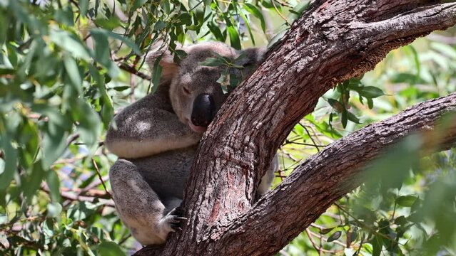 Koala B&auml;r in freier Wildbahn auf Magnetic Island, Australien