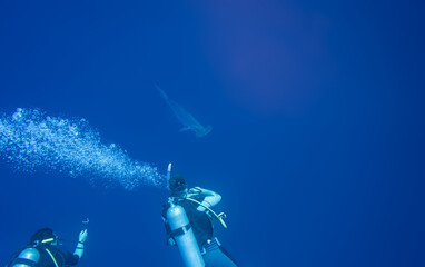 Divers (unrecognisable) Watching a Hammerhead Shark in the Red Sea, Egypt