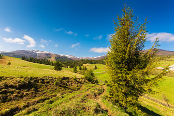 Obraz premium carpathian countryside in springtime. tree on the grassy meadow. forest on the rolling hills at the foot of borzhava ridge with snow capped tops. beautiful rural landscape on a sunny morning