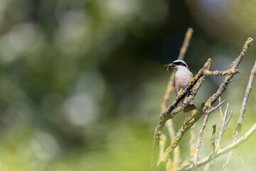 Bird Red-backed shrike Lanius collurio perching