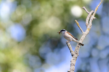 Bird Red-backed shrike Lanius collurio perching