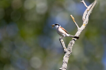 Bird Red-backed shrike Lanius collurio perching