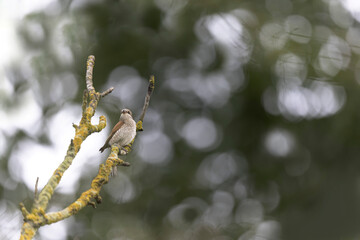 Bird Red-backed shrike Lanius collurio perching
