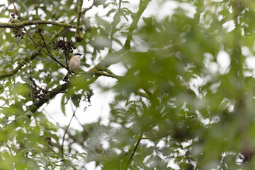 Bird Red-backed shrike Lanius collurio perching