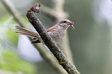 Bird Red-backed shrike Lanius collurio perching