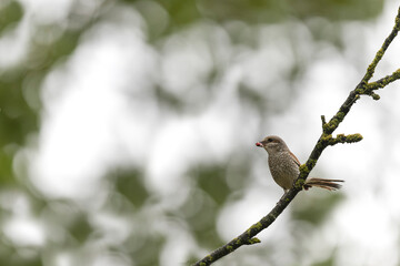 Bird Red-backed shrike Lanius collurio perching