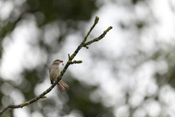 Bird Red-backed shrike Lanius collurio perching
