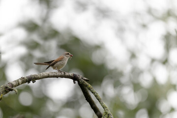 Bird Red-backed shrike Lanius collurio perching