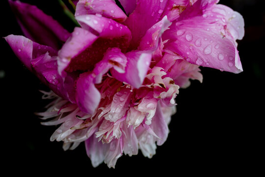 Fading pink peony flower, dying flower on dark background