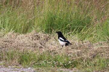 A lone magpie that has landed on in a field. The bird was very nervous and would fly off when approached by people. Magpies are unique for their distinctive white and black feathers. 