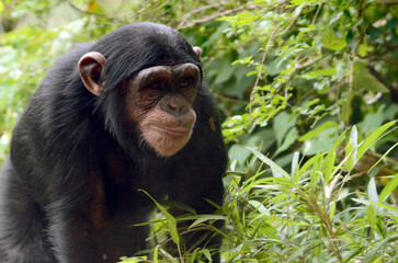 チンパンジー