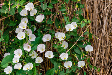 Field bindweed or Convolvulus arvensis or European bindweed or Creeping Jenny or Possession vine herbaceous perennial plant with open and closed white flowers surrounded with dense green leaves