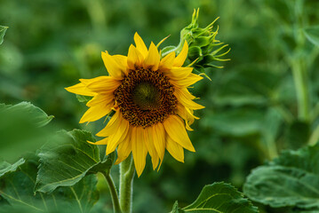 one Beautiful sunflower on a sunny day with a natural background. Selective focus. High quality photo, against sunset golden light, Sunflower blooming. Close-up of sunflower. yellow oange