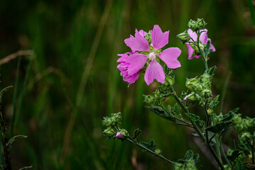 Blooming pink mallow flowers (Malva alcea, cut-leaved mallow, vervain mallow or hollyhock mallow) in summer garden, wild mallow (Malve silvestris), blur natural background