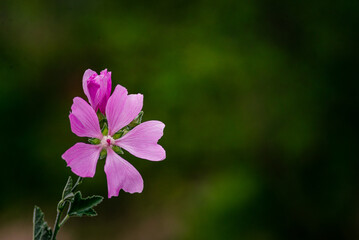 Fototapeta premium Blooming pink mallow flowers (Malva alcea, cut-leaved mallow, vervain mallow or hollyhock mallow) in summer garden, wild mallow (Malve silvestris), blur natural background
