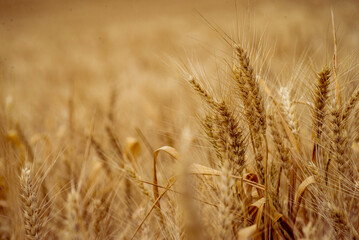 Wheat field. Ears of golden wheat close up. Beautiful Nature Sunset Landscape. Rural Scenery under Shining Sunlight. Background of ripening ears of meadow wheat field. Rich harvest Concept, blue sky