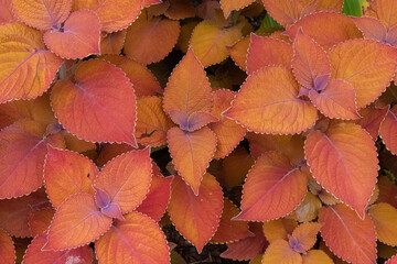 Coleus Scutellarioides Plants, Orange Purple Leaves Texture