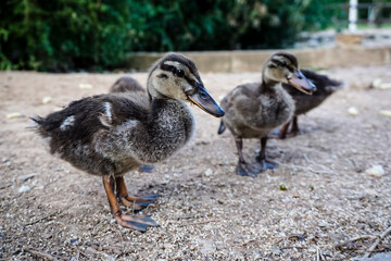 Ducklings searching for food on the ground by a lake