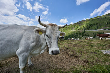 Fototapeta na wymiar Grey Cow with large horns on Giovo Pass in Italy. Cows on Mountain in the Alps