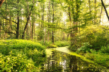 Bach im Wald - Frühling - Springtime- Spring - 