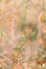 Close up of wild berries in warm autumn foliage with bokeh background.