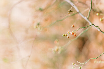Close up of wild berries in warm autumn foliage with bokeh background.