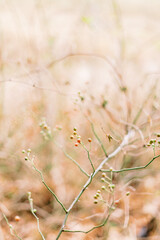 Close up of wild berries in warm autumn foliage with bokeh background.