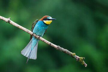 European bee-eater (Merops apiaster) detail portrait
