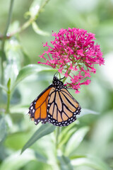 Fototapeta premium The striking orange and black monarch butterfly Danaus plexippus climbing along perennial milkweed flower blooms in the desert southwest in search of nectar
