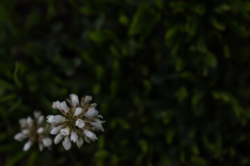 White flower in a meadow