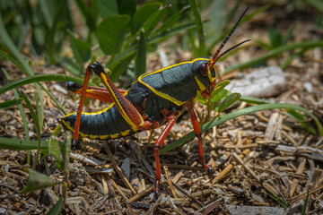Lubber Grasshopper 