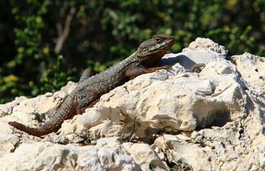 The lizard sits on a large stone in a city park.