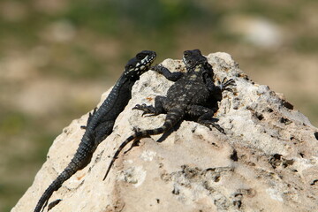 The lizard sits on a large stone in a city park.