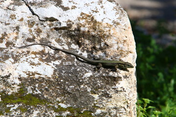 The lizard sits on a large stone in a city park.