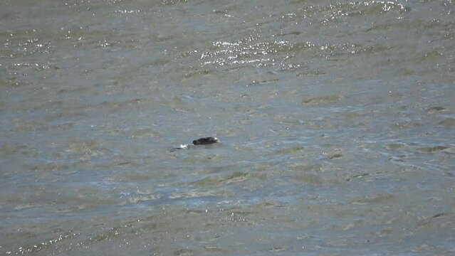 Seals in the cold water of the glacier lagoon in Iceland.