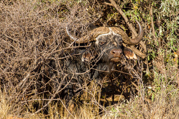 Large African Buffalo bull in the bushes on a game farm, South Africa