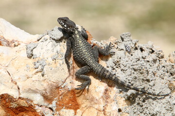 The lizard sits on a large stone in a city park.