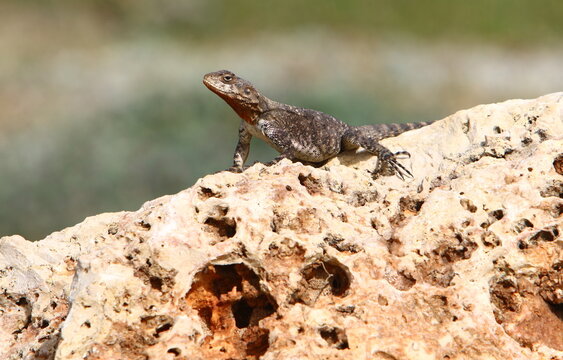 The lizard sits on a large stone in a city park.