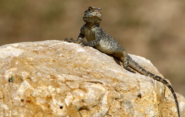 The lizard sits on a large stone in a city park.
