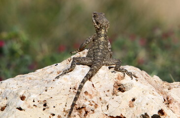 The lizard sits on a large stone in a city park.