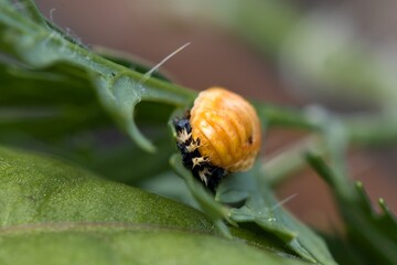 For Europe, the invasive beetle Harmonia axyridis - Asian ladybeetle, larva. Macro.