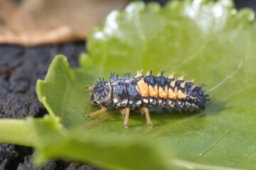 For Europe, the invasive beetle Harmonia axyridis - Asian ladybeetle, larva. Macro.