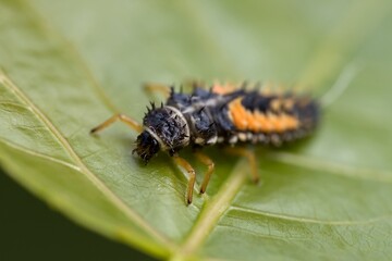 For Europe, the invasive beetle Harmonia axyridis - Asian ladybeetle, larva. Macro.