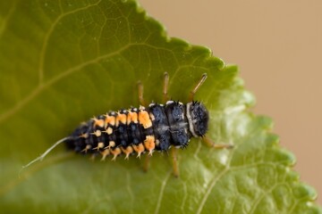 For Europe, the invasive beetle Harmonia axyridis - Asian ladybeetle, larva. Macro.