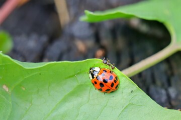 For Europe, the invasive beetle Harmonia axyridis - Asian ladybeetle. Macro.