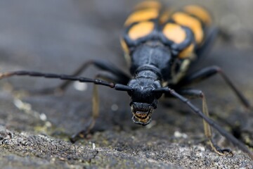 Leptura quadrifasciata, the longhorn beetle, front detail. Macro.
