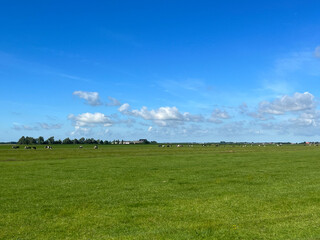 Frisian landscape with cows and farm