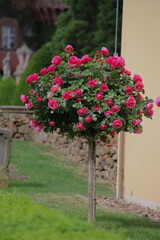 róża pienna o kolorze czerwonym © Ignacy