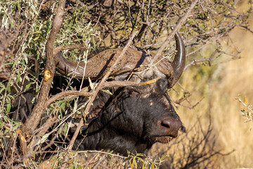 Large African Buffalo bull in the bushes on a game farm, South Africa