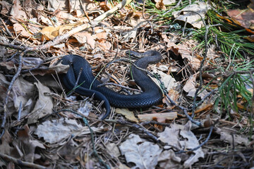 The viper in May.